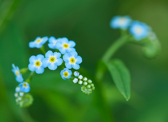 Forget-ME-Not (and memory)