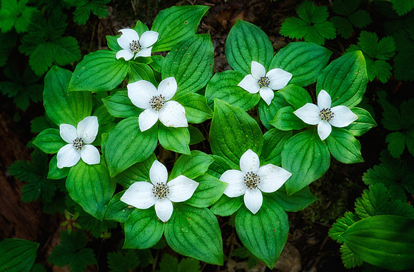 Bunchberry