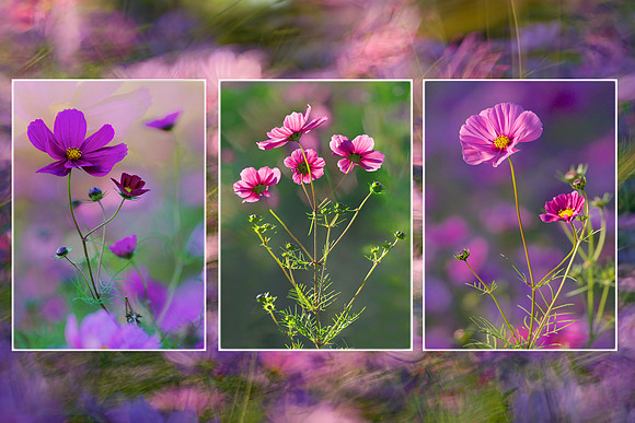 Cosmos Collage