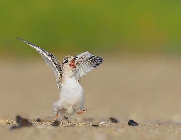 Least Tern - Jersey Shore