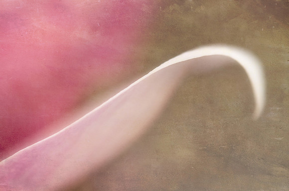 Magnolia detail