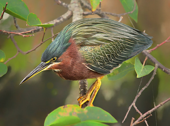 Stalking Green Heron